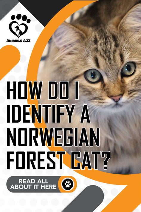 The Norwegian Forest cat, locally called "Norsk skogkatt," is a mild-mannered feline with a sweet and loving personality. This breed has a remarkably ... Norwegian Forest Cat Aesthetic, Norwegian Forest Kittens, Loving Personality, Giant Cat, Cat Ages, Climb Trees, Cat Reading, Wild Forest, Norwegian Forest