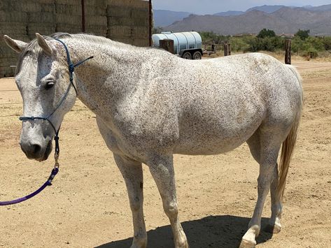 Flea Bitten Gray Horse, Fleabitten Grey Horse, Flea Bitten Horse, Fleabitten Horse, Flea Bitten Grey Horse, Horse Colours, Horse Images, Grey Horses, Horse Custom