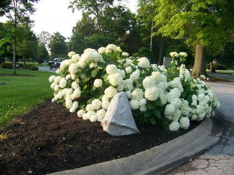 Annabelle hydrangea. Hydrangea Shade, Propagating Hydrangeas, Hydrangea Arborescens Annabelle, Annabelle Hydrangea, Types Of Hydrangeas, Smooth Hydrangea, Hydrangea Arborescens, Backyard Garden Diy, Blue Hydrangea Flowers