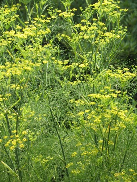 Ecological Garden, Arjun Das, Fennel Recipes, Herbaceous Border, Dry Garden, Perennial Herbs, Class Notes, My Teacher, Plant Combinations