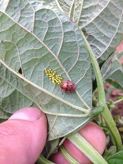 25 Harmful Garden Insects To Watch Out For - Dre Campbell Farm Plants Pictures, Insect Eggs, Harmful Insects, Bug Images, Squash Bugs, Earwigs, Stink Bugs, Plant Pests, Garden Insects