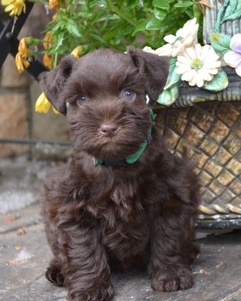 Miniature Schnauzer Black, Miniature Schnauzer Puppy, Toy Schnauzer, Mini Schnauzer Puppies, Schnauzer Puppies, Miniature Schnauzer Puppies, Schnauzer Puppy, Popular Dog Breeds, Most Popular Dog Breeds