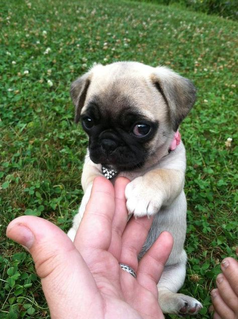 Baby Girl Names Dog, Puppies Pictures, Pug Photos, Cute Pug Puppies, Baby Pugs, Puppy Dog Eyes, Pictures Funny, Pug Puppies, Dog Eyes