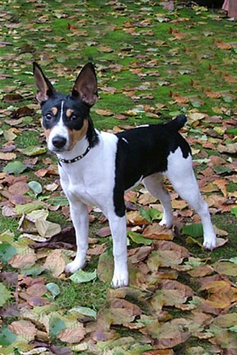 Rat Terrier Dog Breed Information Rat Terrier Puppies, Rat Terrier Mix, Rat Terrier Dogs, Escape Artist, Akc Breeds, Pleasing People, Kerry Blue Terrier, Toy Fox Terriers, Farm Dogs