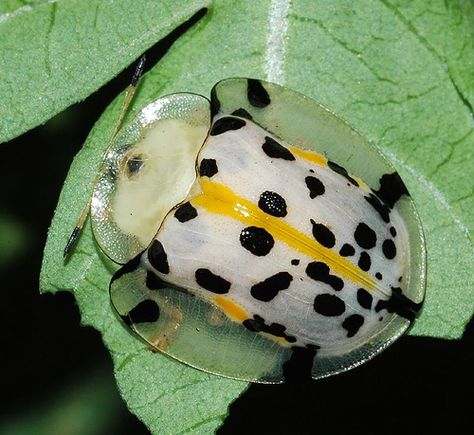 Spotted Tortoise Beetle (Aspidomorpha miliaris) ~ By wazytiddy Tortoise Beetle, Leaf Beetle, Beetle Art, Cool Insects, Cool Bugs, A Bug's Life, Beetle Bug, Beautiful Bugs, Reptiles Pet