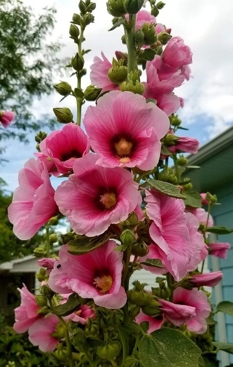 Growing Hollyhocks, Portulaca Flowers, Hollyhocks Flowers, Lucky Bamboo Plants, Sage Plant, Lucky Plant, Backyard Flowers, Nothing But Flowers, Giant Flowers