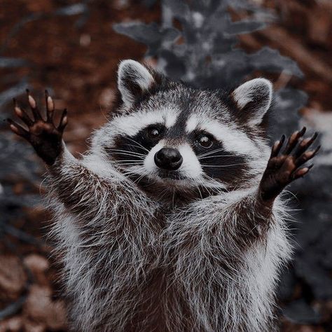 Wallpapers Desktop, Cute Raccoon, Cool Wallpapers, Pretty Animals, Cute Animals Images, Silly Animals, Cute Wild Animals, Racoon, Cute Animal Photos