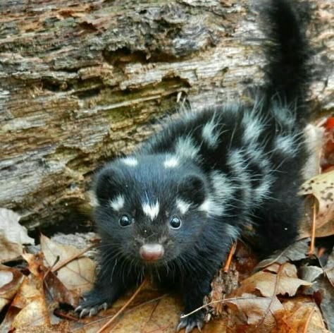 Spotted Skunk, Pretty Animals, Silly Animals, Cute Creatures, Animal Photo, Cute Little Animals, 귀여운 동물, Cute Funny Animals, Animals Friends