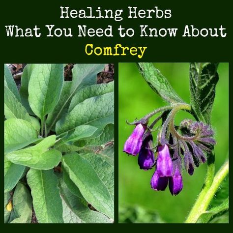 Comfrey is a healing herb that grows almost everywhere.  Learn about planting, growing, and harvesting comfrey, along with instructions for making a poultice, infusion and more.    Healing Herbs Comfrey | Backdoor Survival How To Harvest Comfrey, Comfrey Plant Identification, Backyard Herbs, Herb Identification, Apothecary Cupboard, Homestead Hacks, Herb Magic, Edible Forest, Comfrey Plant