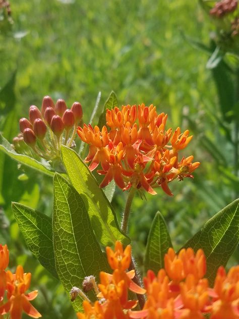 Orange Milkweed, Rose Milkweed, Butterfly Milkweed Plant, Butterfly Milkweed Tattoo, Butterfly Milkweed, Milkweed Flower, Milkweed Plant, Asclepias Tuberosa, Pollinator Garden