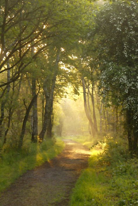 Spirit of the Forest, captured on a very early spring morning accompanied by the sound of a Cuckoo and my dog Bonnie in the heart of Sherwood Forest. Whenever I look at this image it reminds me of a beautiful morning in May 2014 Morning Forest Photography, Spring Forest Photography, Sherwood Forest Aesthetic, Morning Forest Aesthetic, Spring Morning Aesthetic, Early Spring Aesthetic, Chapel Painting, Forest Morning, Morning Forest