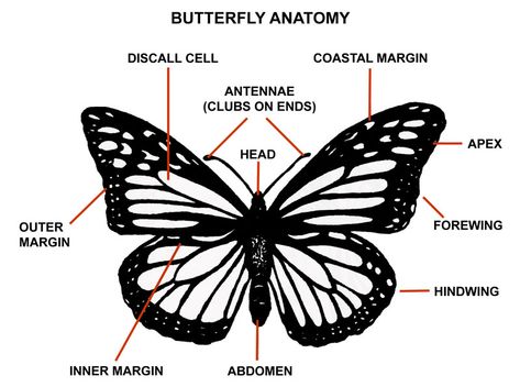 The Monarch Butterfly | Milkweed Matters Butterfly Diagram, Butterfly Body Parts, Butterfly Anatomy, Monarch Butterfly Habitat, Butterfly Facts, Butterfly Habitat, Swamp Milkweed, Monarch Caterpillar, Asclepias Tuberosa