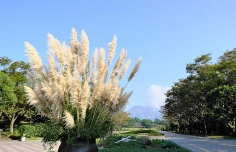 Pampas Grass in Pots: A Gardener's Guide to Portable Beauty Pampas Grass In Pots, Grass In Pots, Purple Pampas Grass, Pink Pampas Grass, Pampas Grass Decor, Grass Decor, Overwintering, Ornamental Grasses, Large Pots