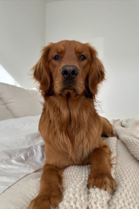 Adorable 1.5 year old red golden retriever melting hearts! Red Hair Golden Retriever, Auburn Golden Retriever, Dark Brown Golden Retriever, Dark Golden Retriever Puppy, Ginger Golden Retriever, Red Golden Retriever Aesthetic, Red Dog Aesthetic, Golden Retriever Dark, Red Retriever Puppy