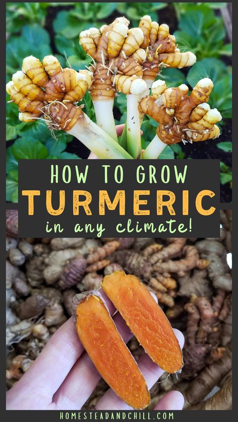 How To Grow Spices, How To Grow Cloves, Tropical Vegetable Garden, Growing Tumeric Indoors, Ohio Vegetable Garden, How To Grow Tumeric Indoors, How To Grow Turmeric, Planting Tumeric How To Grow, Growing Tumeric In Containers