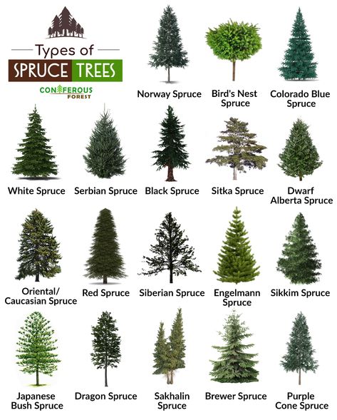 Spruce tree and its types with pictures. What does it look like, where and how fast does it grow, how long does it live, what are its uses Blue Wonder Spruce, Alberta Spruce Landscaping, Spruce Landscaping Ideas, Arkansas Gardening, Pinus Tree, White Spruce Tree, Norway Spruce Tree, Serbian Spruce, Tree Types