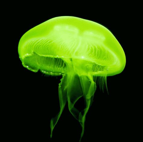 jellyfish Green Jellyfish, Pink Jellyfish, Cnidaria, Blue Jellyfish, Rainbow Pin, Blue Pin, Aesthetic Gif, Ocean Animals, Science Art