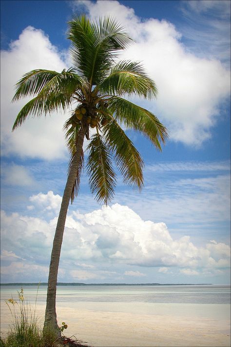 Coco Cay Bahamas, Palm Tree Drawing, Tree Wallpaper Iphone, Palm Tree Photography, Palm Tree Pictures, Florida Images, Coco Beach, California Palm Trees, Honeymoon Cruise