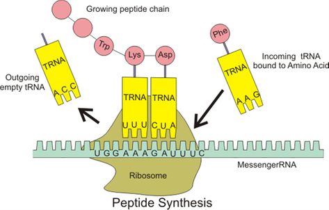 Molecular Biology Basics - Basic Science - Orthobullets Dna Ligase, Dna Transcription, Dna Facts, Rna Polymerase, Biology College, Cell Metabolism, Peptide Bond, Genetic Code, Transcription And Translation