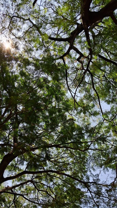 Tree and sky,canopy,calm,nature Peace Nature Wallpaper, Green Background Aesthetic Nature, Nature Asthetics Photos Wallpaper, Calm Nature Wallpaper, Calm Aesthetic Pictures, Calm Pictures Aesthetic, Aesthetic Calm Photos, Tree Asthetic Picture, Calm Aesthetic Wallpaper Nature