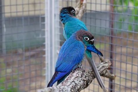 Violet Turquoise - Maranatha Aviaries Turquoise Conure, Conure Parrots, Parakeets, Baby Bird, Pretty Birds, Bird Feathers, Birdy, Beautiful Birds, Parrot