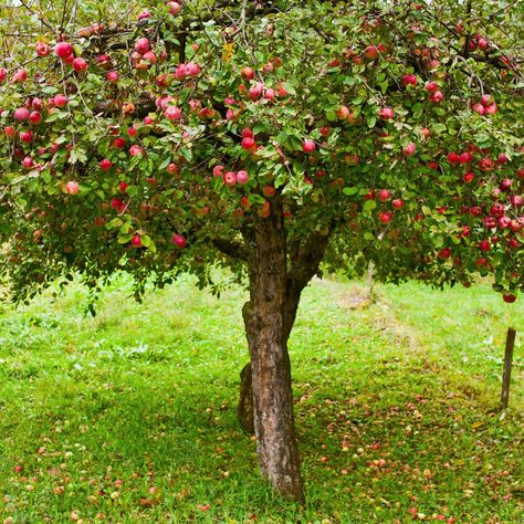 Tree Poetry, Harvest Tree, Apple Garden, Army Images, Fruit Plants, Apple Tree, Red Apple, Urban Garden, Creative Community