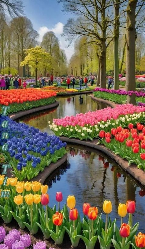 Keukenhof Tulip Garden Pictures | The beauty of tulips 🌹 | Facebook Amsterdam Tulips, Tulip Garden, Luxury Travel Destinations, Tulips Garden, Garden Pictures, Good Morning Images, Dress Design, God Is Good, Image Quotes