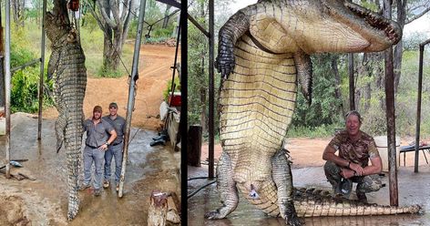 Garrett Wales shot the Nile crocodile from land with a .33 Nosler. No weight or length has been reported, but the photos leave little doubt that it is a giant Animals In Africa, Hunting Animals, Legendary Monsters, Nile Crocodile, Scary Animals, Trophy Hunting, Hunting Tips, Incredible Creatures, Hunting Trip