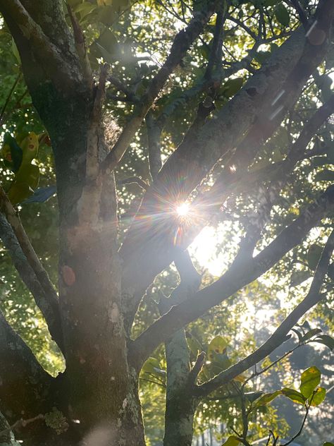 Bright Sunlight Photography, Morning Nature Photography, Summer Mansion, Tree Sunlight, Forest Sunlight Aesthetic, Sunrays Through Trees, Sun Through Trees Aesthetic, Sunlight Through Trees Aesthetic, Sunlight Photography