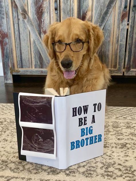 Dog Baby Announcement, Dog Pregnancy Announcement, Baby Announcement Pictures, Pregnant Dog, Pregnancy Announcement Photos, Baby Announcement Photos, Pregnancy Announcement To Husband, Human Babies