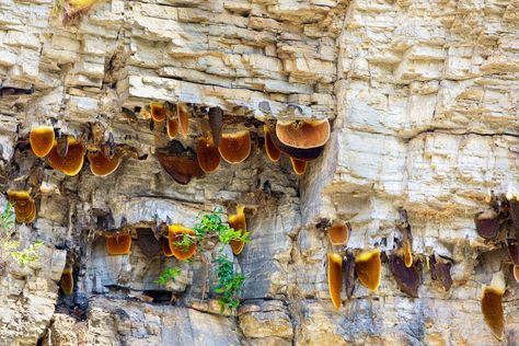 Harvesters scale tall cliffs to collect this rare honey from Himalayan giant honeybees. Mad Honey, Bee Sanctuary, Habitat Project, Hunting Crafts, Benefits Of Honey, Types Of Bees, Tattoo Health, Fire In The Sky, Aesthetic Health