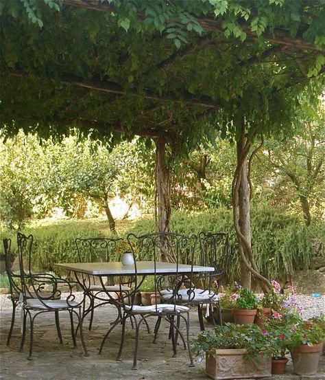 plantes-grimpantes-pergola-plantes-vertes-mobilier-fer-forgé-fleurs Vinyl Pergola, Building A Pergola, Pergola Lighting, Restaurant Patio, Pergola Attached To House, Pergola Garden, Pergola Design, Garden Vines, Pergola Canopy