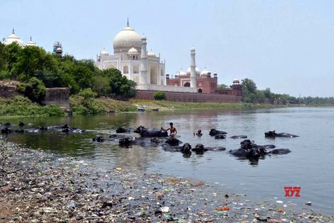 By Brij Khandelwal Agra, July 21 (IANS) Even after a fortnight of monsoon rains, river Yamuna in Agra continues to remain dry, with heaps of polluted garbage providing breeding grounds for mosquitoes and bacteria. This... The post Dry Yamuna remains a threat to Mughal monuments appeared first on Social News XYZ. Dargah Images, Pollution Pictures, Yamuna River, Environmental Degradation, Ap Studio Art, River Bed, Fire Photography, Water Pollution, Safe Water