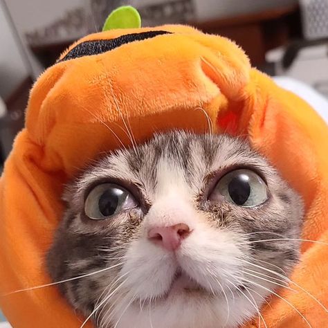 Winky on Instagram: "Cheer up, Pumpkin 🎃 #catsofinstagram #pumpkin #winkythedwarfcat #cat #cuteanimals #catphotography #catinfluencer #pet #petstagram #petinfluencer #happy #cheerup #catlife" Silly Pumpkin, Cat In Pumpkin, Up Pumpkin, Pumpkin Cat, Chubby Babies, Cat Pumpkin, Cat Photography, October 20, Amazing Animals