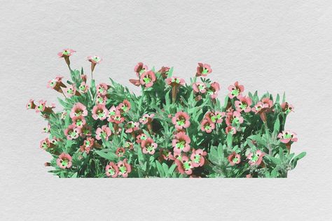 Flower bush clipart, botanical design psd | premium image by rawpixel.com / Boom Flower Bushes Drawing, Flower Bush Illustration, Flower Bush Drawing, Bushes Illustration, Bush Illustration, Shrub Illustration, Bush Drawing, Pink Flowering Trees, Rock Background