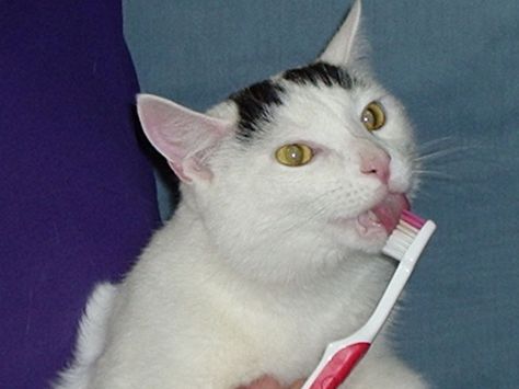 Tooth-brushing is an important contribution to your cat’s dental health. Get expert tips on how to provide this benefit to a cat who would rather not partake.