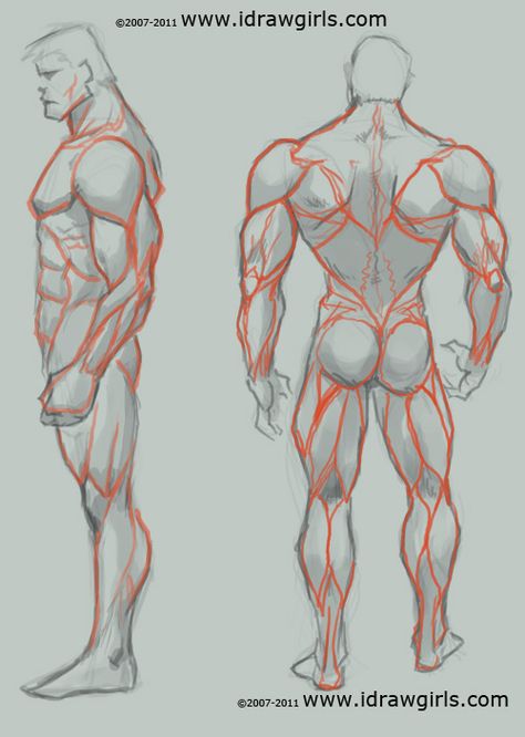 Man Anatomy, Draw And Paint, Human Anatomy Drawing, Human Figure Drawing, Human Anatomy Art, Anatomy Sketches, Body Reference Drawing, Anatomy For Artists, Drawing Studies