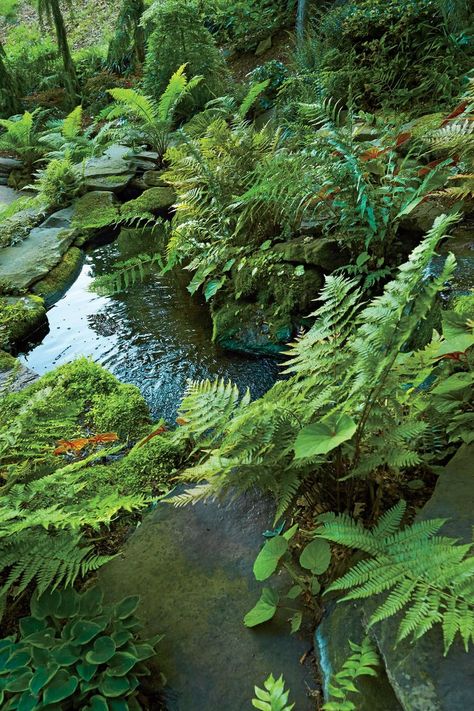 Koi Pond and Fern Garden of Jay Sifford in Charlotte, NC Garden Stream, Ponds For Small Gardens, Kolam Koi, Ferns Garden, Garden Pond Design, Pond Landscaping, Natural Pond, Backyard Water Feature, Pond Plants