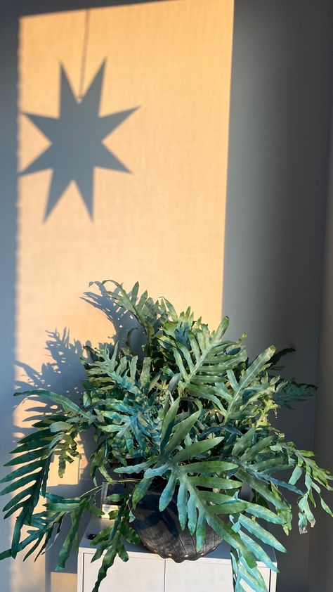 Blauw varen / Blue Fern Phlebodium Blue Star, Blue Oil Fern, Blue Star Fern, Phlebodium Aureum, Balcony Oasis, Indoor Planting, Indoor Oasis, Plant Wishlist, Blue Fern