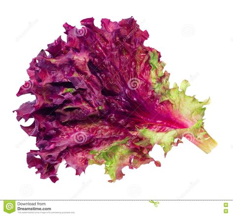 Purple Lettuce, Lettuce Leaves, Vegetable Salad, Lettuce, White Background, Salad, Purple