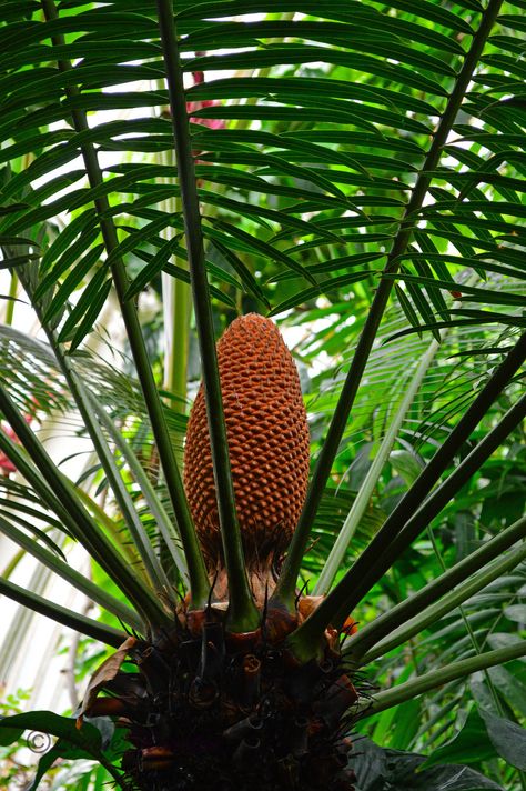 Cycas rumphii Cycas Plant, Coastal Forest, Plant List, Landscaping, Forest, Wonder, Plants, Flowers, Quick Saves