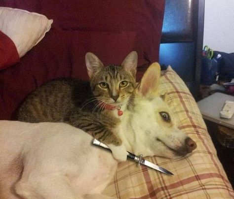 Cat Vs Dog, Funny Animal Jokes, Funny Animal Memes, Cute Animal Photos, Dog And Cat, Funny Cute Cats, Animal Jokes, Funny Animal Pictures