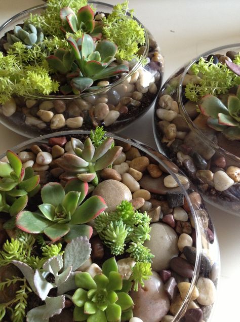 Succulent glass centerpiece Succulent Wedding Centerpieces Diy, Diy Succulents Centerpiece, Bowl Terrarium, Succulent Wedding Centerpieces, Succulent Centerpiece, Terrarium Centerpiece, Diy Succulent Terrarium, Succulent Centerpieces, Succulent Bouquet