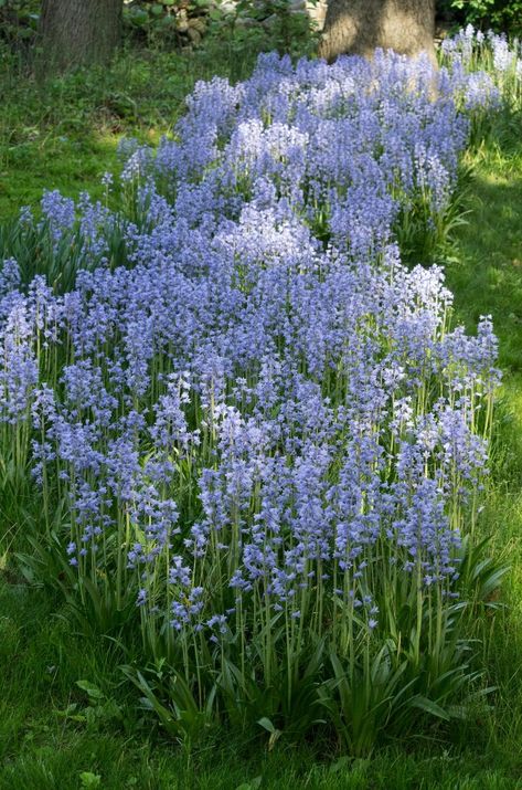 Specialty Bulbs | Item # 6028 Spanish Bluebells | For Sale - Colorblends® Cobblestone Backyard, Garden Planing, Spanish Flowers, Spanish Bluebells, Shade Tolerant Plants, Blue Bell Flowers, Amaryllis Bulbs, Plant Delivery, Spring Flowering Bulbs