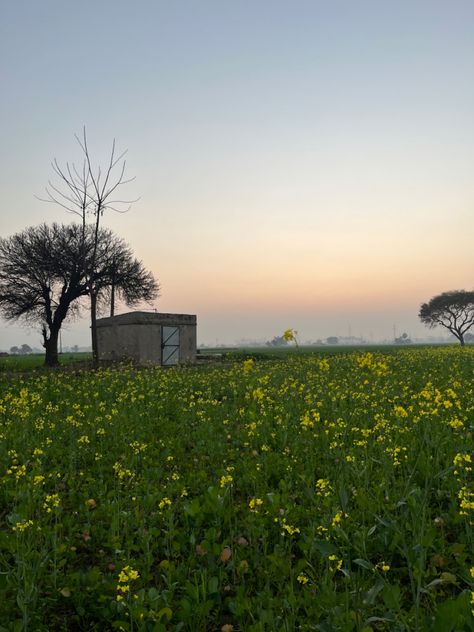 Punjab sunset India Punjab Pind Photography, Punjab Pind Aesthetic, Pakistan Punjab Aesthetic, Old Punjab Aesthetic, India Punjab Aesthetic, Sikhi Aesthetics, Punjabi Culture Aesthetic, Desi Background, Old Punjab