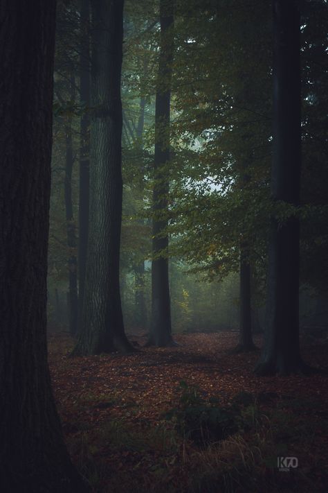 Some photos I shot in northern Germany mostly in the early hours. Dandelion Pictures, Dark Wood Background, Dark Naturalism, Dark Green Aesthetic, Dark Paradise, Deep Forest, Into The Woods, Wood Background, Samhain