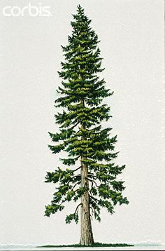 Douglas Fir Tree Tattoo, Natur Tattoo Arm, Pseudotsuga Menziesii, Tattoo Fairy, Tree Roots Tattoo, Tree Tat, Douglas Fir Tree, Types Of Christmas Trees, Picture Tree