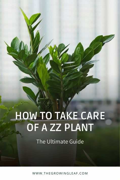 Looking for a plant that's easy to care for? The ZZ plant might just be perfect for you! With its low maintenance needs, it's perfect for beginners and busy plant parents alike. Want to learn more about how to take care of a ZZ plant? Check out our guide. From watering tips to lighting requirements, this article has everything you need to know to keep your ZZ plant thriving. #ZZplantcare #planttips #greenthumb #homedecor #plantsmakepeoplehappy Zee Zee Plant Care, Care For Zz Plant, Zzz Plant Care, Zz Plant Repotting, Z Plant Care, Repotting Zz Plant, How To Propagate A Zz Plant, Z Z Plant, Zzz Plant