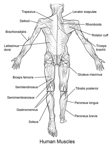 The function of muscles in humans, in general, is to perform a movement and also help other organs in the human body to move. Muscles are indeed a network in the human body and are also found in animals that function as active motors that move bones. Muscles will cause the movement of an organism […] Anatomy Coloring Pages, Anatomi Dan Fisiologi, Human Muscles, Muscle Diagram, Anterior Y Posterior, Human Body Worksheets, Anatomy Coloring, Biology Diagrams, Anatomy Flashcards