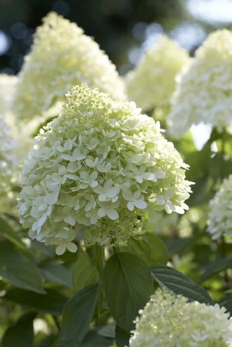 Hydrangea Limelight, Hydrangea Paniculata Limelight, Hampton Court Palace Gardens, Panicle Hydrangea, Limelight Hydrangea, Scale Insects, Hydrangea Paniculata, Garden Types, Powdery Mildew